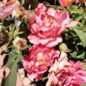 Meet your Posher, Jacklyn